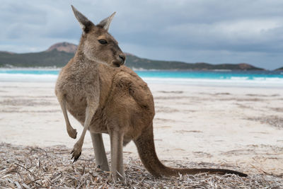 Kangaroos on the white beach of lucky bay, cape le grand national park, western australia