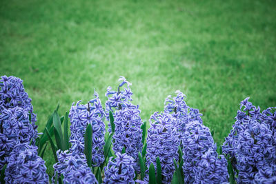 Close-up of purple crocus blooming on field