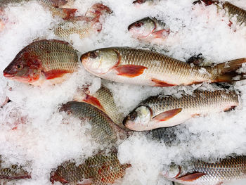 High angle view of fish for sale in market