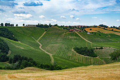 Scenic view of agricultural field against sky