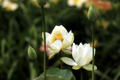 Close-up of white lotus water lily