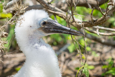 Close-up of a bird looking away