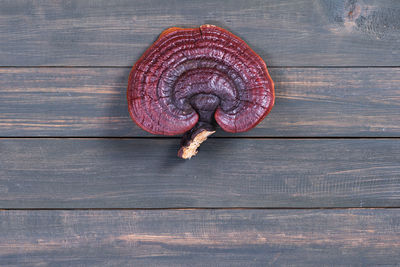 High angle view of mushroom on wooden table