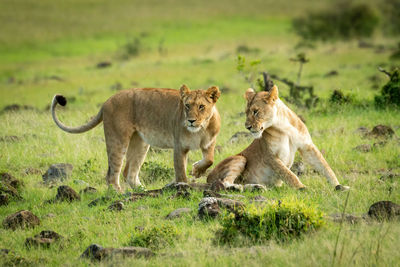 Lioness walks past another sitting in grassland