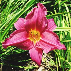 Close-up of pink flower