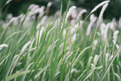 Close-up of grass growing in field