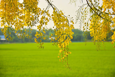 Close-up of yellow flowering plant hanging on field