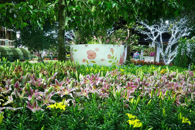 Flowering plants in park