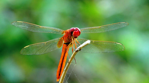 Close-up of dragonfly on plant