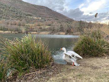 View of a duck in lake