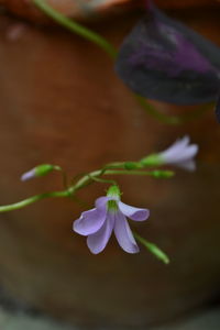 Close-up of flower against blurred background