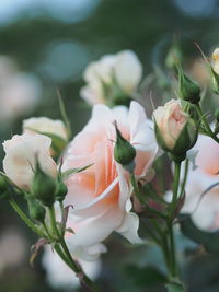 Close-up of white flowering plants