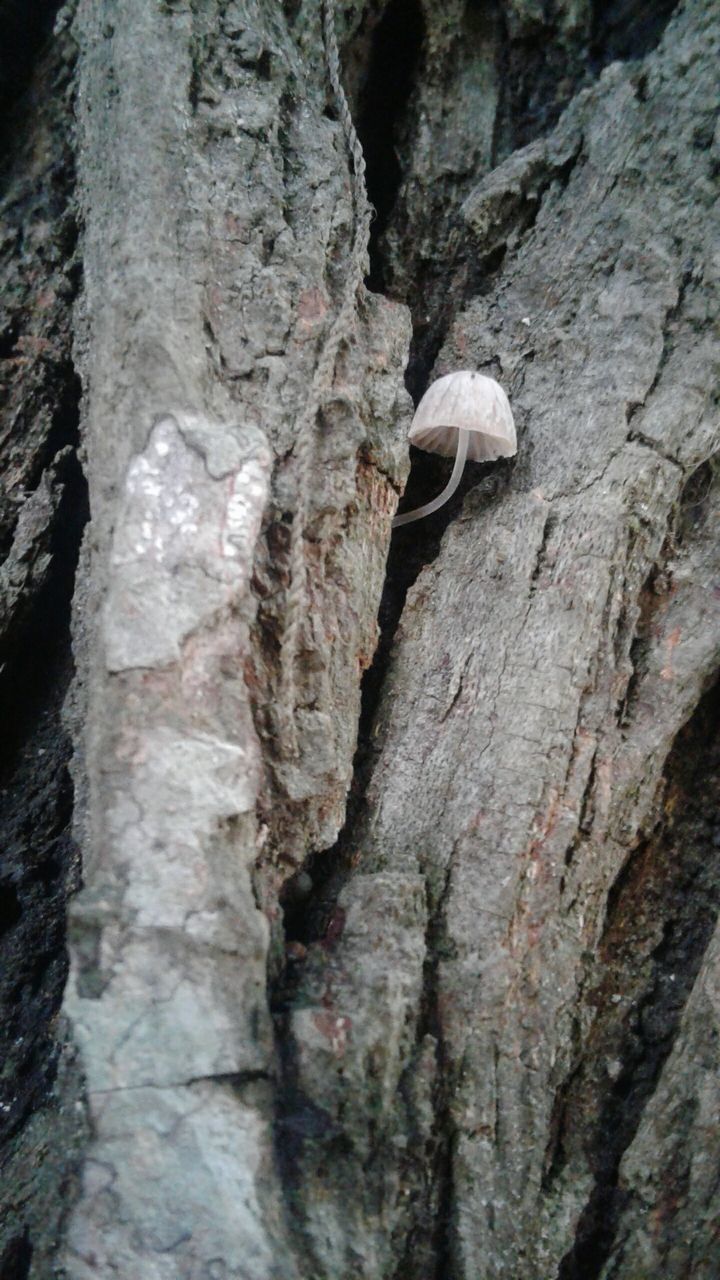 tree trunk, tree, textured, close-up, bark, growth, nature, fragility, freshness, botany, full frame, no people, tranquility, beauty in nature, growing, natural condition, plant bark