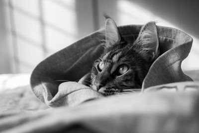 Close-up of cat lying on bed at home