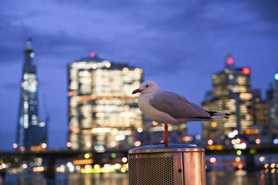 Seagull perching on wooden post in city