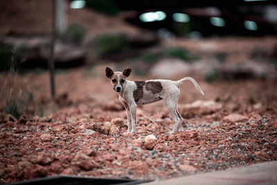 Portrait of dog standing on field