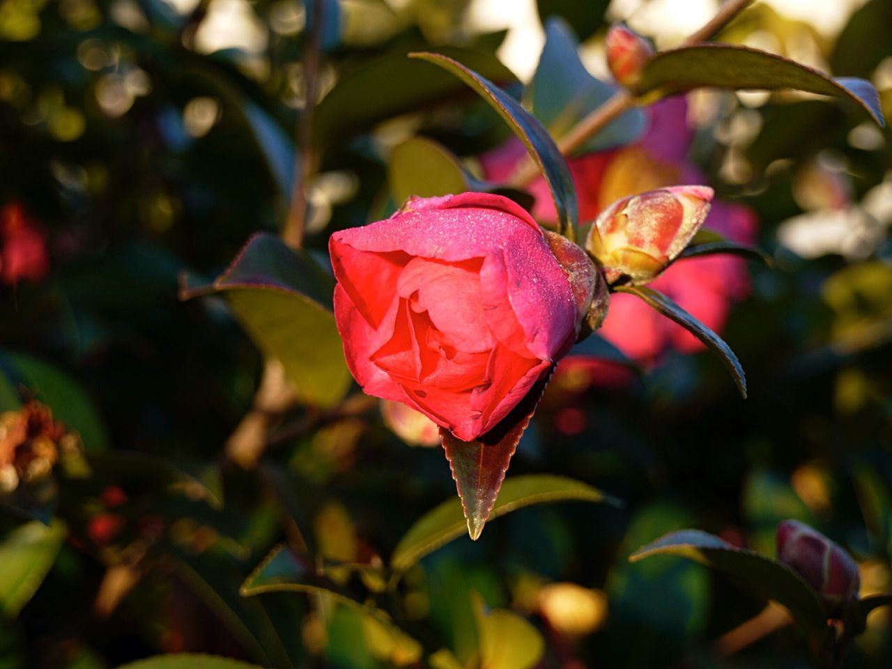 leaf, focus on foreground, close-up, autumn, season, growth, nature, change, red, leaves, beauty in nature, fragility, plant, branch, selective focus, freshness, day, outdoors, leaf vein, pink color