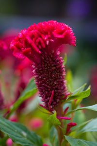 Close-up of pink flowering plant