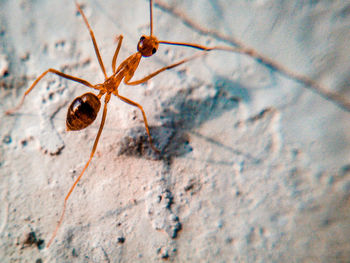 Close-up of ant on rock