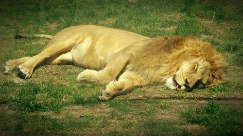 Dog sleeping on grassy field