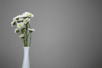 Close-up of white flowers in vase
