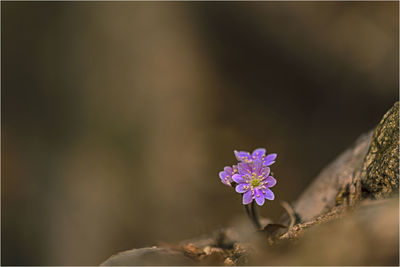 Close-up of purple flowering plant