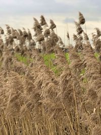 Close-up of stalks in field against sky