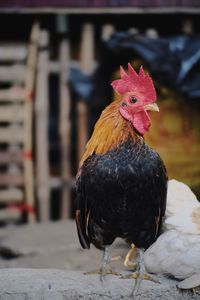 Close-up of rooster