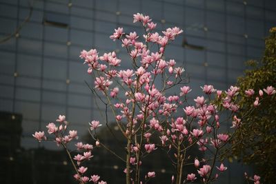 Close up of pink flowers