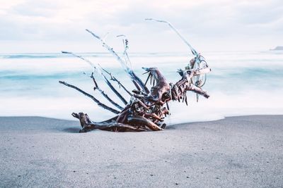 Driftwood on beach against sky