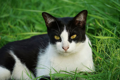 Close-up portrait of a cat on field