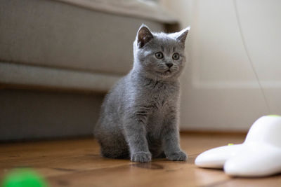 Portrait of kitten sitting on floor at home