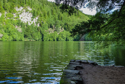 Scenic view of lake in forest