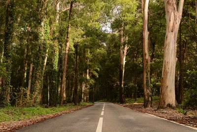 Road amidst trees in forest