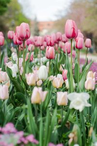 Close-up of pink tulips growing on field