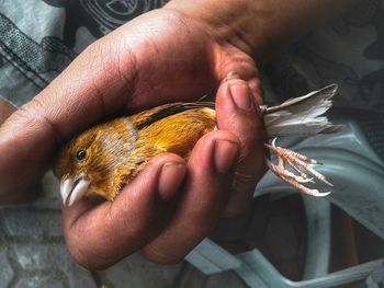 Close-up of hand holding bird