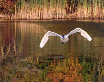 White bird flying over lake