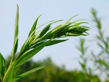 Close-up of fresh green plant in field against sky