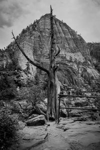 Low angle view of tree on mountain against sky