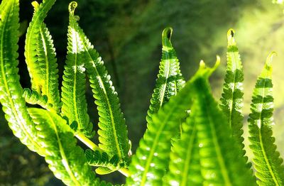 Close-up of fern leaves