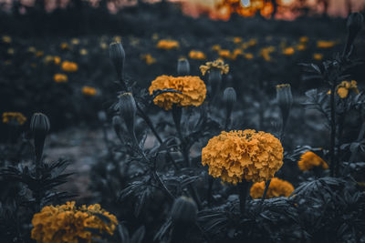 Close-up of yellow flowering plants during autumn