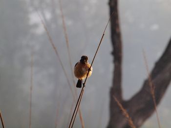 Close-up of bird perching on cable