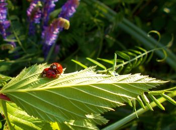 Close-up of ladybug on plant