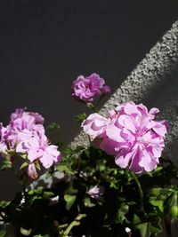 Close-up of pink roses