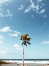 Palm tree growing by sea against sky