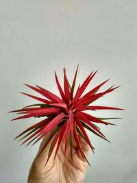 Close-up of hand holding red flower