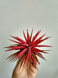 Close-up of hand holding red flower
