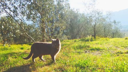 Dog standing on grassy field