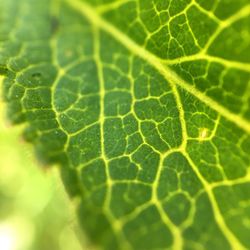 Full frame shot of green leaf