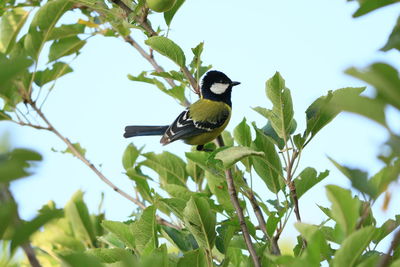 Low angle view of bird perching on tree